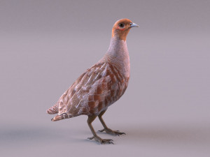 grey partridge Modello 3D