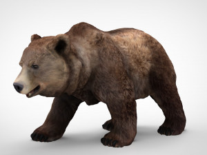 grizzly bear Modello 3D