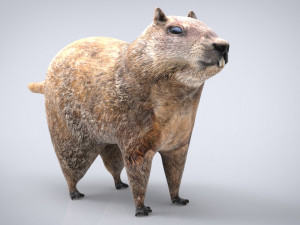 groundhog Modello 3D