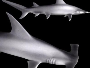 hammerhead shark Modello 3D