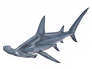 hammerhead shark Modello 3D