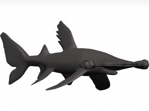 Hammerhead shark Modello 3D
