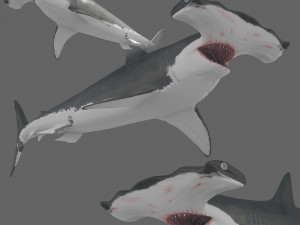 Hammerhead Shark 8K- 3d animated Modello 3D