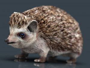 hedgehog Modello 3D