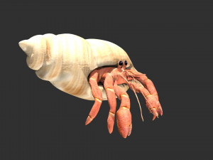 hermit crab hermitcrab Modello 3D