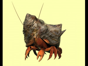 hermit crabs sand crabs hand crabs sea animals Modello 3D