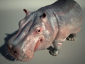 hippo Modello 3D