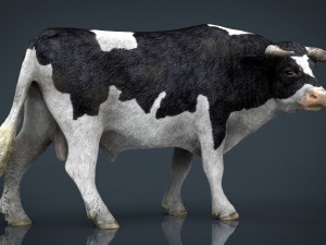 holstein bull Modello 3D