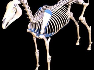 horse skeleton Modello 3D