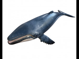 humpback whale rigged low poly Modello 3D