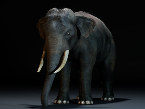 Indian Elephant Modello 3D