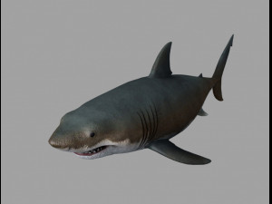 Jaws shark Modello 3D