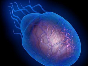 jellyfish2 Modello 3D