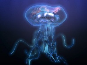 jellyfish Modello 3D