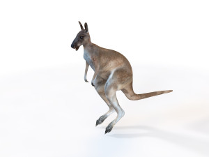 kangaroo rigged animal Modello 3D