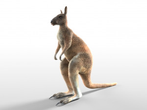 kangaroo rigged low poly animal Modello 3D