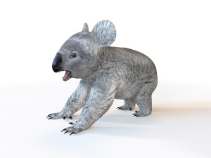 koala rigged animal Modello 3D