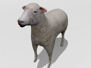 lamb Modello 3D