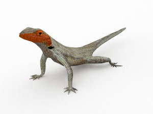 lava lizard Modello 3D