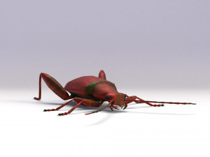 leaf beetle Modello 3D