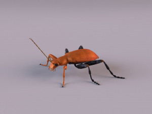 leaf beetle aulacophora indica Modello 3D
