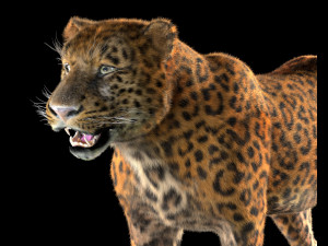 leopard hairs rigged low poly animal Modello 3D