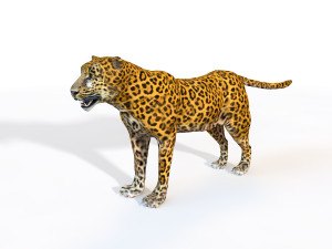 leopard rigged animal Modello 3D