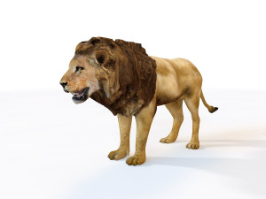 lion rigged animal Modello 3D