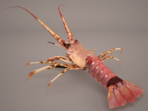 lobster Modello 3D
