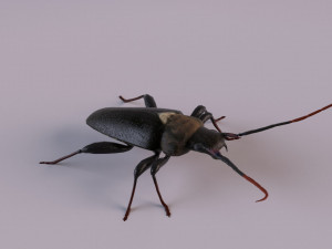 longhorn beetle Modello 3D