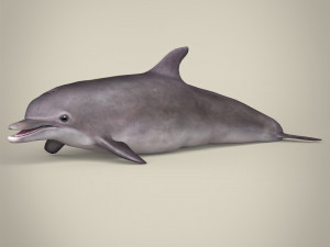 low poly dolphin Modello 3D