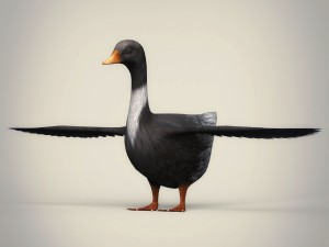 low poly realistic duck Modello 3D