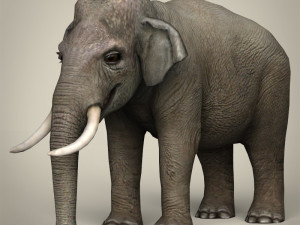 low poly realistic elephant Modello 3D