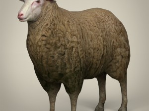 low poly realistic sheep Modello 3D