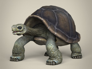 low poly tortoise Modello 3D