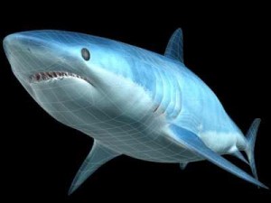 mako shark Modello 3D