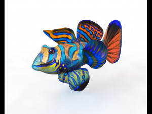 mandarin dragonet goby fish low poly Modello 3D