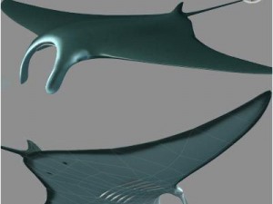 manta Modello 3D