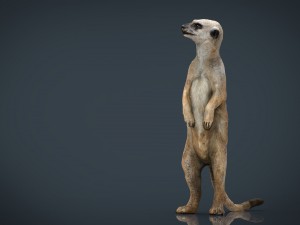 meerkat Modello 3D