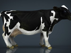 milk cow Modello 3D