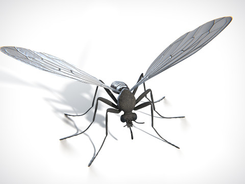 Mosquito PBR Modello 3D