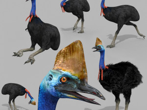 Most Real Cassowary 8K - 3d animated model Modello 3D