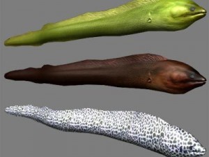 murena Modello 3D