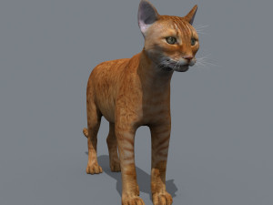 My Cat 8K - 3d animated model Modello 3D