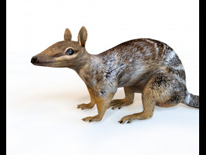 numbat rigged low poly animal Modello 3D