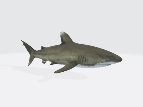 Oceanic White Tip Shark Ready to Print Modello 3D
