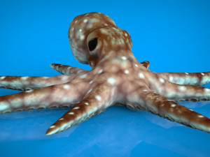 octopus Modello 3D