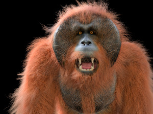 orangutan rigged low poly animal Modello 3D