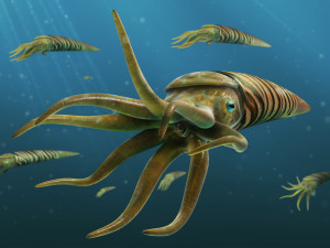 orthoceras Modello 3D