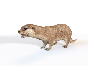 otter rigged animal Modello 3D